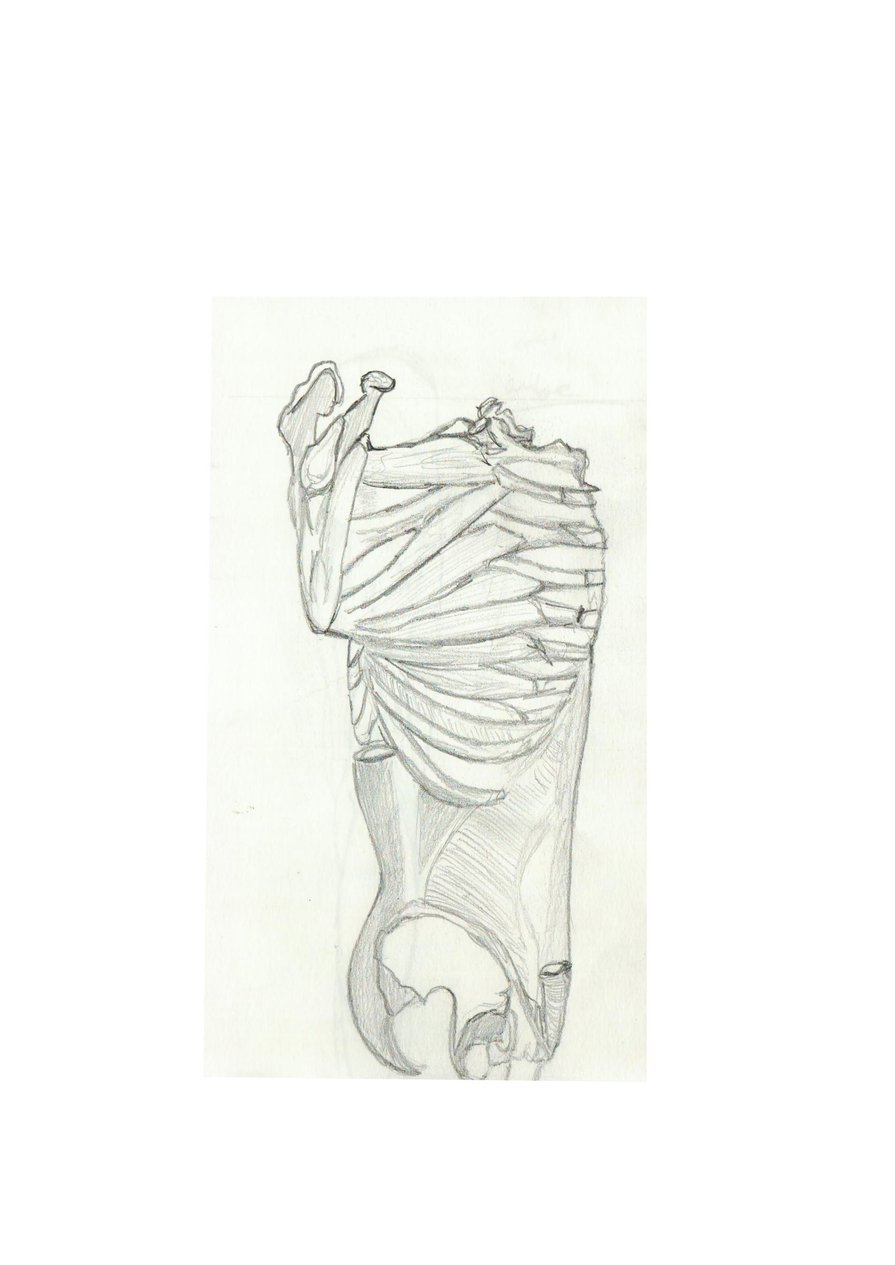 anatomie 10