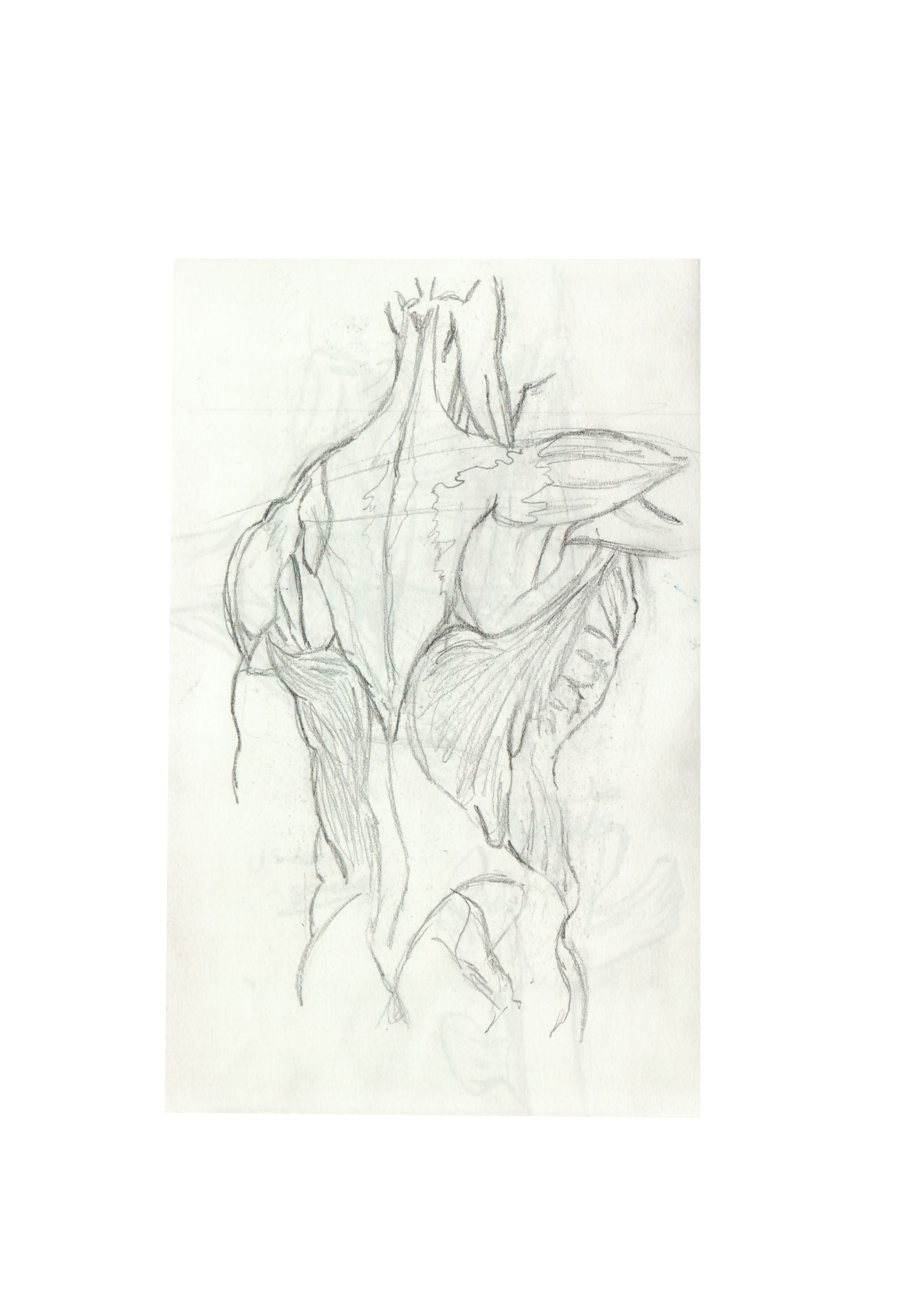 anatomie 6