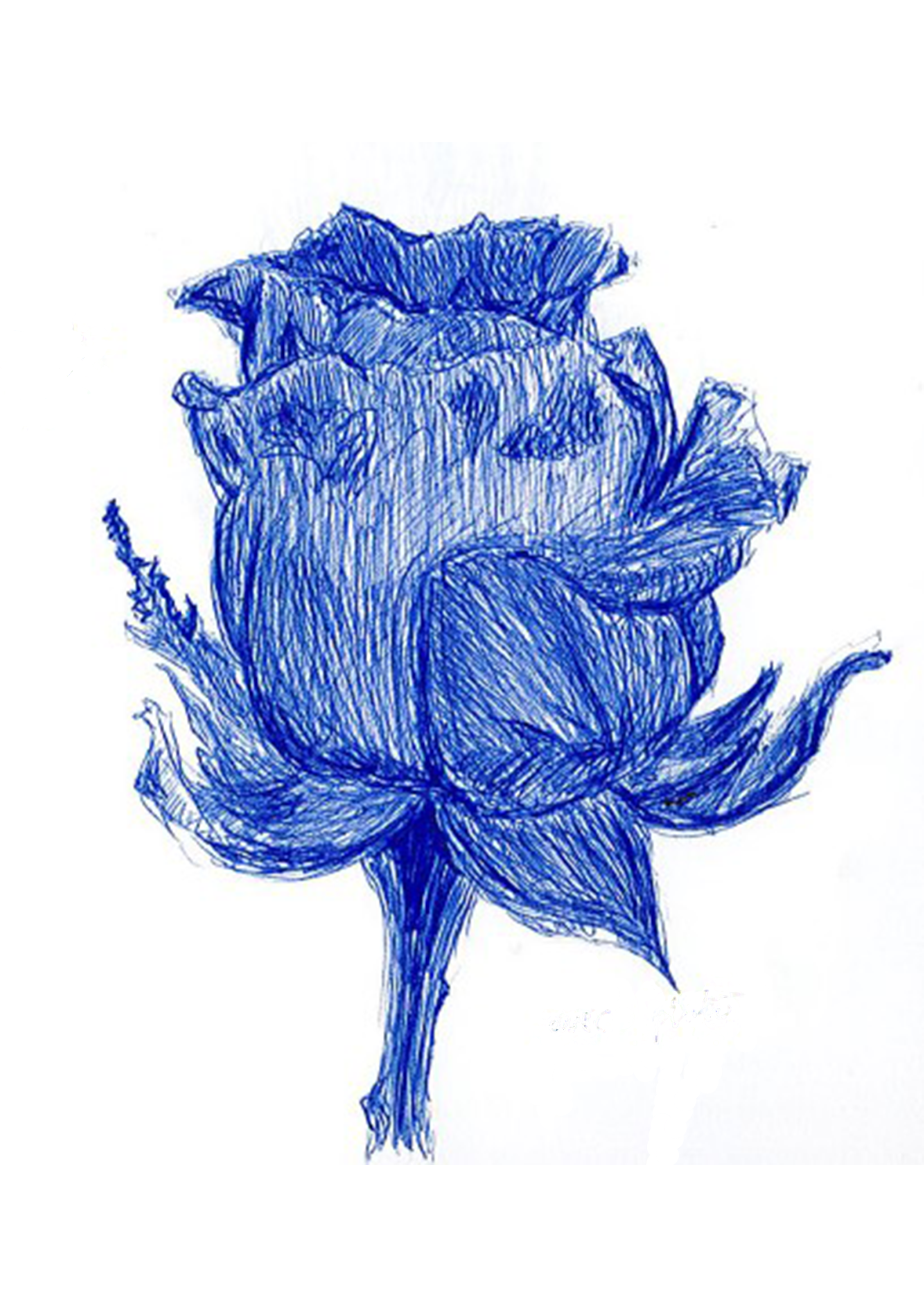 rose délimiter
